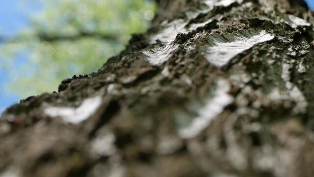 beauty in nature. on a sunny day, firebugs and ants crawl on the tree. sun glare on the shore. natural background with wildlife.