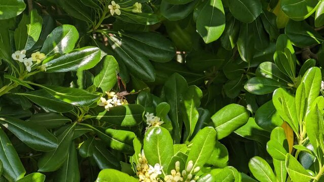 La farfalla sul pitosforo in primavera