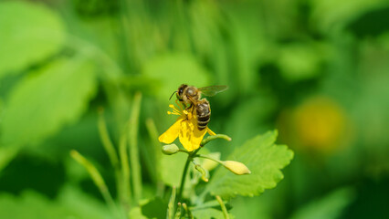 Bee on a flower