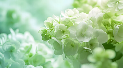 Soft Green and White Floral Blooms with Gentle Light