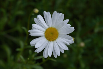 Obraz premium Garden marguerite