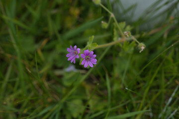 Dovesfoot geranium
