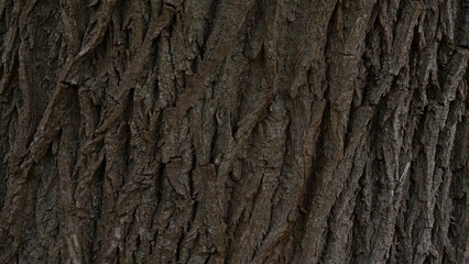 Tree crust wallpaper