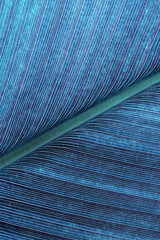 Macro texture Green blue palm leaf as natural background fr design, abstract nature view. Detailed...