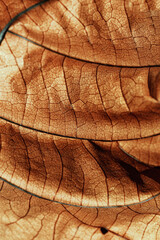 Autumnal Dry Leaf Texture background. Macro photo of leaf show intricate brown texture, withered natural foliage at sunlight, dark shadows. Veins pattern in warm autumn hues, low depth of field