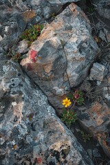 Aerial shot of a single, vibrant wildflower blooming amidst a vast expanse of rocky terrain, highlighting its resilience and beauty