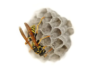 European wasp in nest, Polistes associus, isolated on white