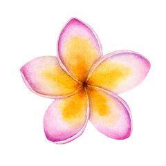Watercolor illustration of Pink Plumeria Flower isolated on a white background.