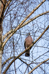 The Common wood pigeon, also known as Columba palumbus is perched on a birch branch in spring, observing the environment. Close up, from the front