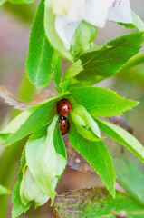 A little ladybug, also known as Coccinellidae walks on a spring green leaf, close up, vertical