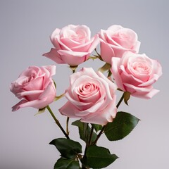 Details of pink rose on a white background