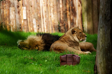 a female African Lion (Panthera leo leo) carrying a square toy isolated on a natural green...