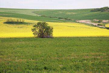 Rapeseed in flower in the spring in the field.