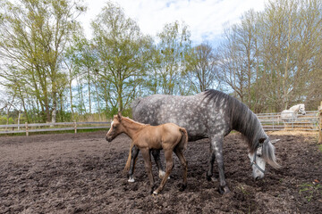 Fototapeta premium Nachwuchs auf dem Pferdehof.