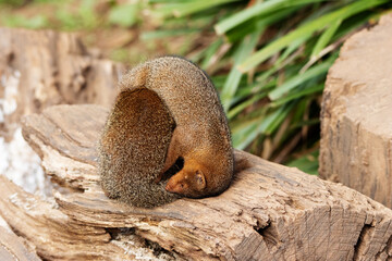 a pair of Dwarf mongoose (Helogale parvula)  isolated on a natural  background
