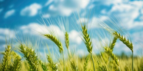 Naklejka premium Green wheat ears, a blue sky and white clouds in the background