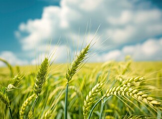 Naklejka premium Green wheat ears, a blue sky and white clouds in the background