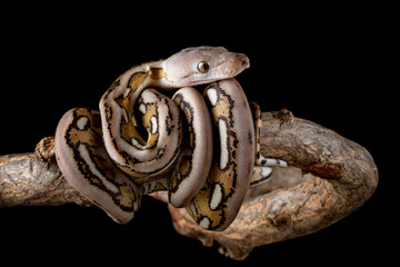 Reticulated Python (Malayopython reticulatus) is a python species native to South and Southeast...