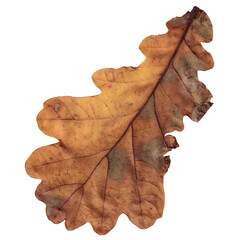 Autumn leaves, real cut out with transparent background