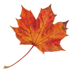 Autumn leaves, real cut out with transparent background