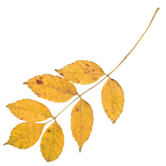 Autumn leaves, real cut out with transparent background