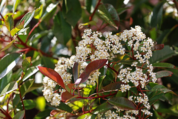 Photinia Red Robin flowers in April.
