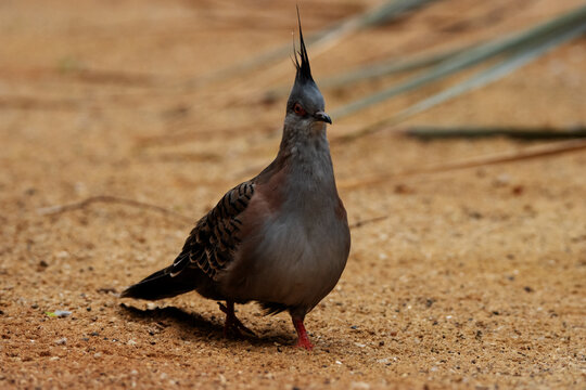 a single Crested pigeon (Ocyphaps lophotes)  isolated on a natural desert background