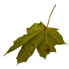 Real leaf on transparent background