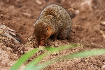 a single Dwarf mongoose (Helogale parvula)  isolated on a natural background