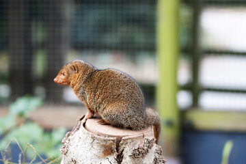 a single Dwarf mongoose (Helogale parvula)  isolated on a natural background