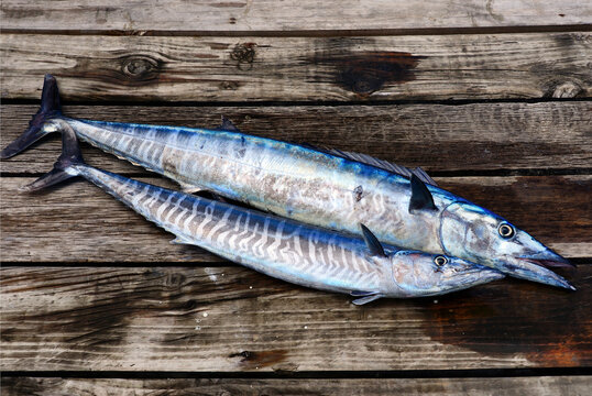 Grand Baie, Rivi&egrave;re du Rempart District, Mauritius, Africa - popular sport fishing place - fishes caught on fishing trip in Indian Ocean, two Wahoo fishes on wooden planks