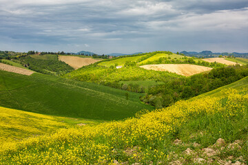 Italian countryside with hills in spring time. Colli bolognesi. The comune of Valsamoggia in the Metropolitan City of Bologna, Italian region Emilia-Romagna. Rapeseed flowers cover.
