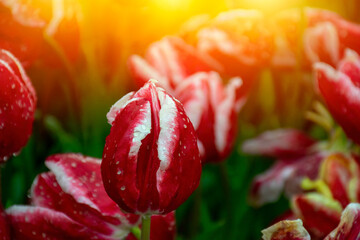 Red tulips with water droplets in Sunset. Close up shot of red tulip in Emirgan Park. Red tulips lit by sunlight. - Powered by Adobe