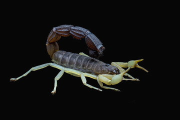 Parabuthus - Burrowing Thick-tailed Scorpion.