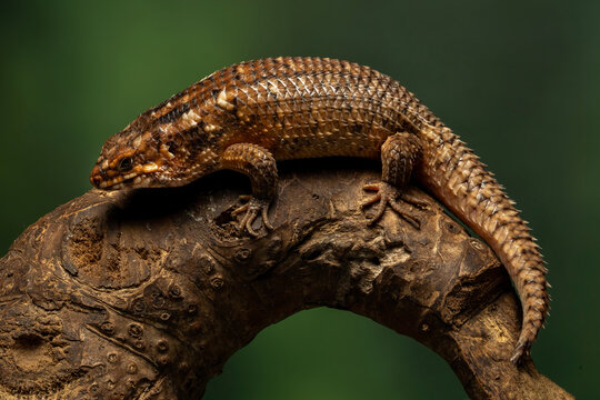 Egernia Lizard is a species of skink found in Australia.