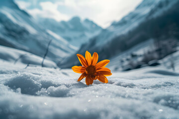 Purple flower in snowy field with mountains in background