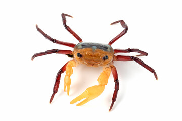 Lepidothelphusa menneri or Three-colored Crab has a very distinctive tri-coloured pattern. The Crab is reported from Indonesian Borneo for the first time in January 2024 (new species).