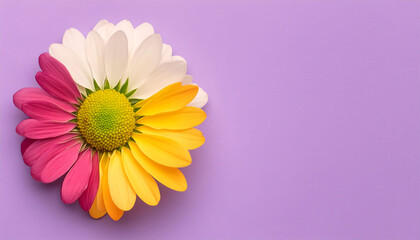 Colorful Daisy on lilac Background  for Celebrations like Valentine's Day and Mother's Day. Copy space for text	