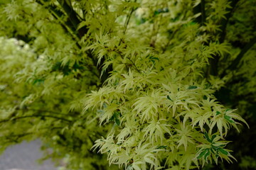 green moss background