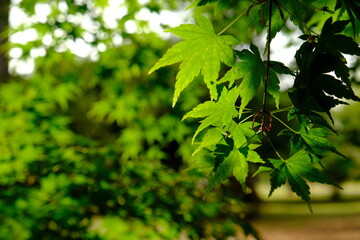 leaves on the tree