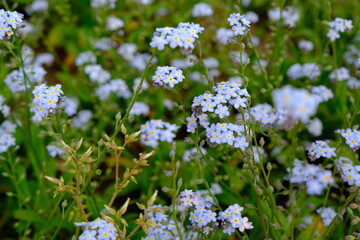 forget me not flowers