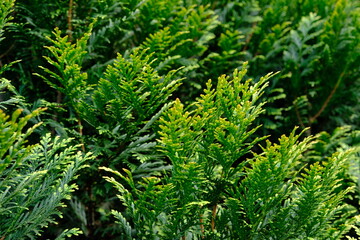 green fern background