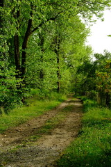 path in the forest