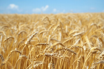 Golden wheat sways to the gentle whispers of the breeze.