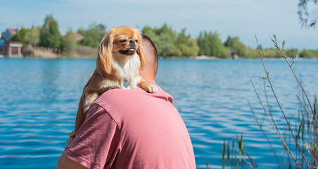 Decorative breed of Pekingese dog at nature. Beautiful fluffy doggo outdoor portrait