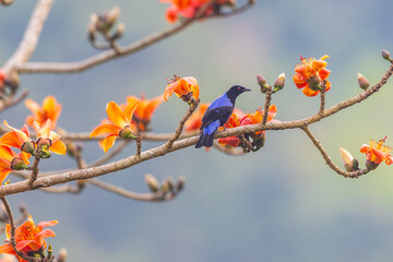 Asian Fairy Bluebird on the Red Cotton flower tree.