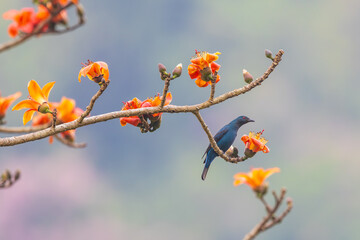 Asian Fairy Bluebird on the Red Cotton flower tree.