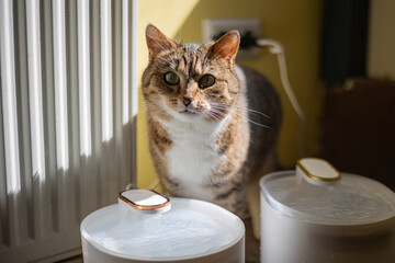 Inquisitive Tabby Cat Standing Beside a Water Fountain with Sunlight Filtering Through Blinds