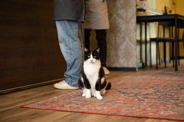 Black and White Cat Sitting on an Ornate Rug in a Room with People Standing