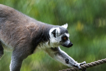 Fototapeta premium a single Ring-tailed lemur (Lemur catta) with a natural green background